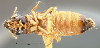 Media type: image;   Entomology 6516 Aspect: habitus ventral view